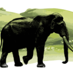 The Travels of Straight-Tusked Elephants in Europe, Written in Their Teeth