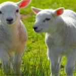 Petting farm safety warning issued ahead of Easter
