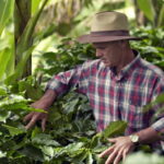 Costa Rica’s head start may mask tougher EUDR road ahead