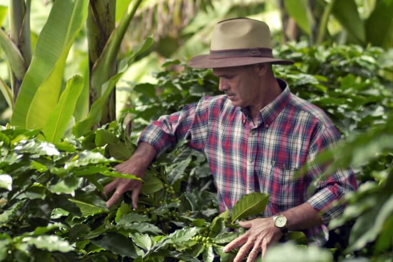 Costa Rica’s head start may mask tougher EUDR road ahead