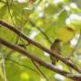 Island warbler study finds immune genes shape gut bacteria in the wild