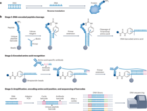 Sequencing peptides by reversing translation