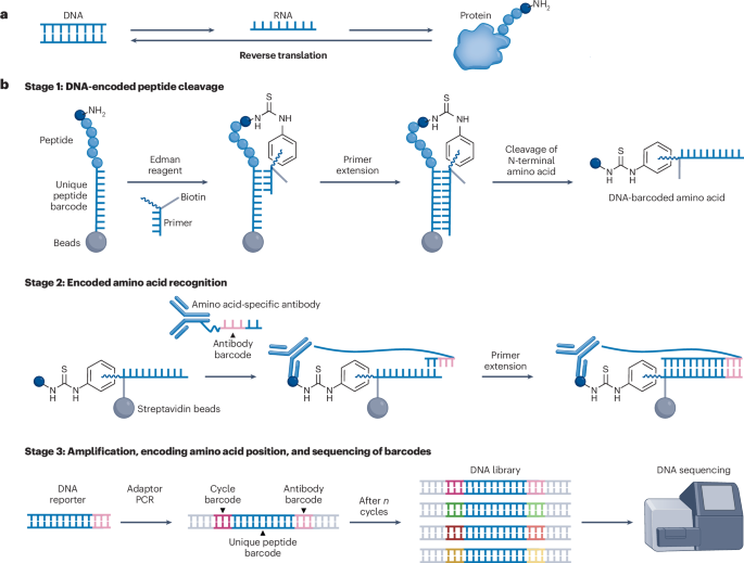 Sequencing peptides by reversing translation