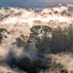 10 forces that could reshape the future of the world’s forests