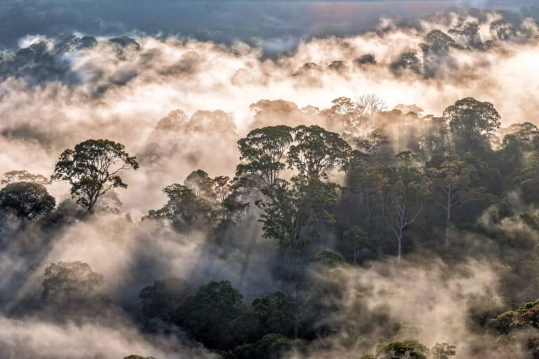 10 forces that could reshape the future of the world’s forests