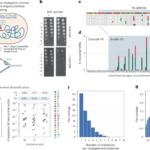 Diversity-generating retroelements for programmable targeted hypermutagenesis