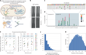 Diversity-generating retroelements for programmable targeted hypermutagenesis