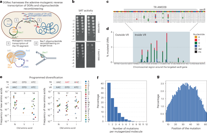 Diversity-generating retroelements for programmable targeted hypermutagenesis