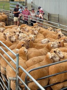 Lambs hit $500 as supply dwindles towards record low