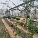 Palestinians in Gaza Want to Rebuild Food Systems. Israel Isn’t Letting Them.