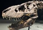 Did the T. rex&nbsp;Actually Evolve in America? A 74-Million-Year-Old Shin Bone Suggests It May Have
