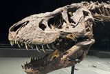 Did the T. rex&nbsp;Actually Evolve in America? A 74-Million-Year-Old Shin Bone Suggests It May Have