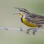 Bird losses are accelerating across North America, particularly in farming regions where agriculture is most intensive