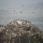 Satellite images identify vulture breeding colonies by their droppings