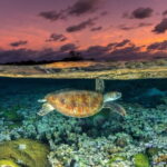 Outlook for migratory species worsens amid habitat loss & avian flu, report finds