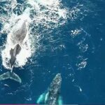 Limited Spots Available for The 2026 Sardine Run