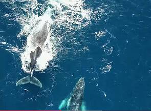 Limited Spots Available for The 2026 Sardine Run