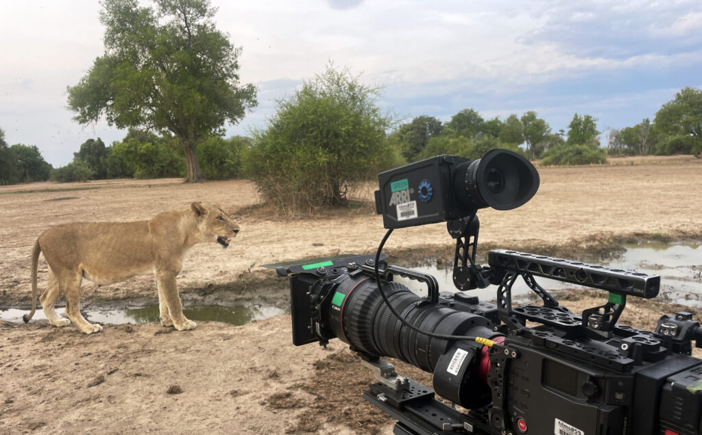 1,400 Days in the wild: Inside the intimate drama of Zambia’s predator kingdom