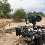 1,400 Days in the wild: Inside the intimate drama of Zambia’s predator kingdom