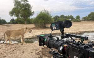 1,400 Days in the wild: Inside the intimate drama of Zambia’s predator kingdom