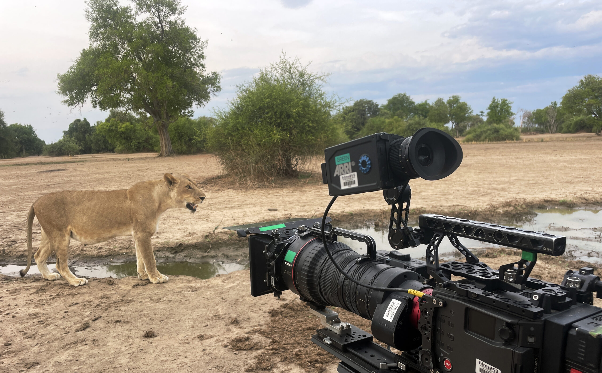 1,400 Days in the wild: Inside the intimate drama of Zambia’s predator kingdom