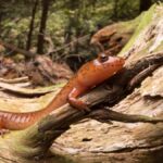 How a deadly fungus could decimate North America’s salamanders