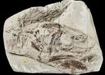 A New Coelacanth Species Was Hiding in a Museum for 150 Years &mdash; and It Fills a 50-Million-Year Gap