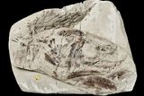 A New Coelacanth Species Was Hiding in a Museum for 150 Years &mdash; and It Fills a 50-Million-Year Gap