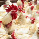 Namibia Restricts Livestock Imports From Botswana After Disease Outbreak