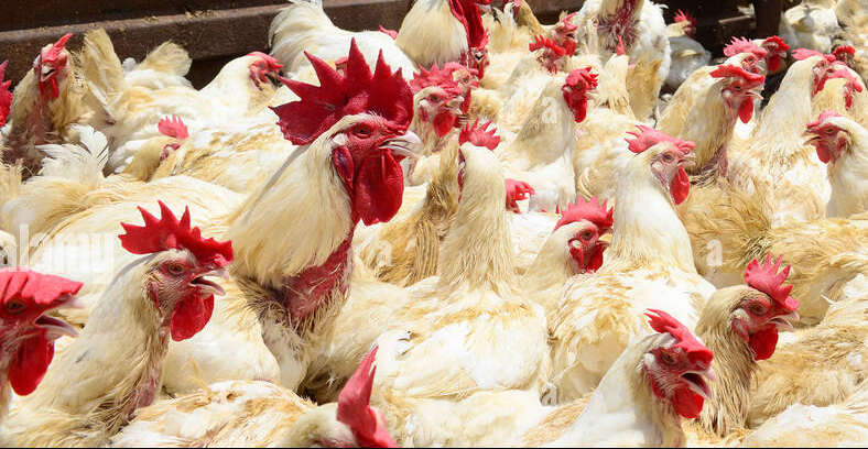 Namibia Restricts Livestock Imports From Botswana After Disease Outbreak
