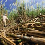 Sugar Prices Rally on the Outlook for Lower Sugar Production