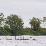 Bird flu case discovered in flock of dead swans in east Cork