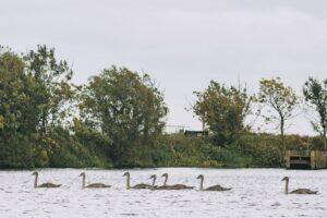 Bird flu case discovered in flock of dead swans in east Cork