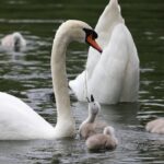 Further death from bird flu confirmed in Co Cork