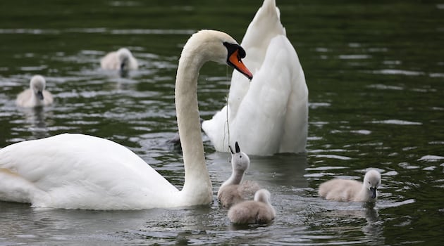 Further death from bird flu confirmed in Co Cork