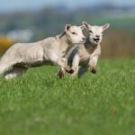 Flock of lambs found dead with ‘deliberately broken’ necks