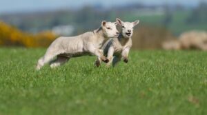 Flock of lambs found dead with ‘deliberately broken’ necks