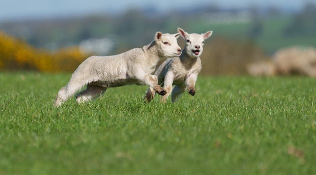 Flock of lambs found dead with ‘deliberately broken’ necks