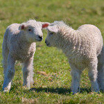 Thirteen lambs have necks ‘deliberately broken’ at village farm in Co Down