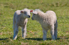 Thirteen lambs have necks ‘deliberately broken’ at village farm in Co Down