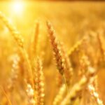 Wheat Posting Tuesday Losses