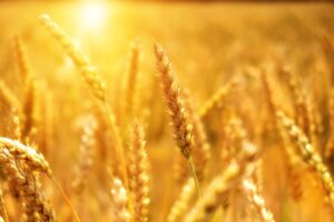 Wheat Posting Tuesday Losses