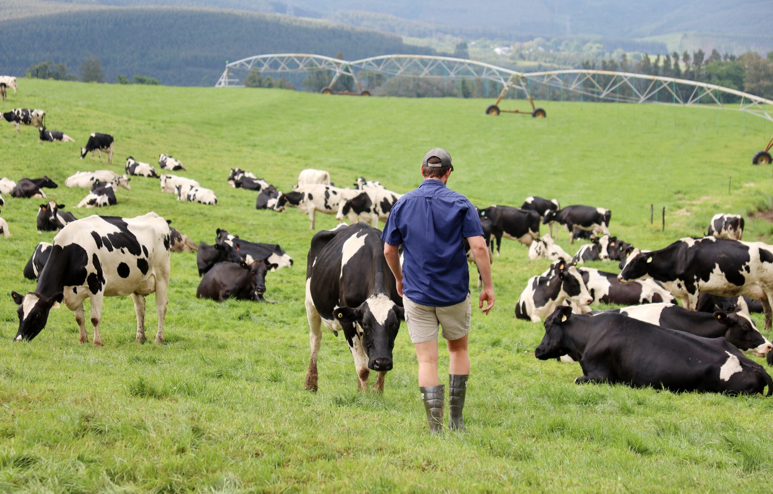 BIOSECURITY: Fears mount that provincial budget allocations are insufficient to combat foot-and-mouth disease outbreak