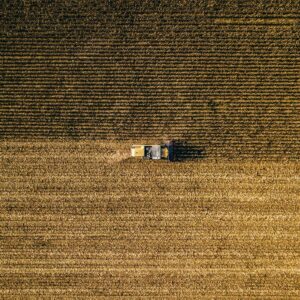 Wheat Holds onto Losses into Thursday’s Close