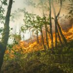 Bored Man Confesses to Starting Forest Fire for His Own Amusement