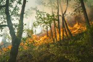 Bored Man Confesses to Starting Forest Fire for His Own Amusement