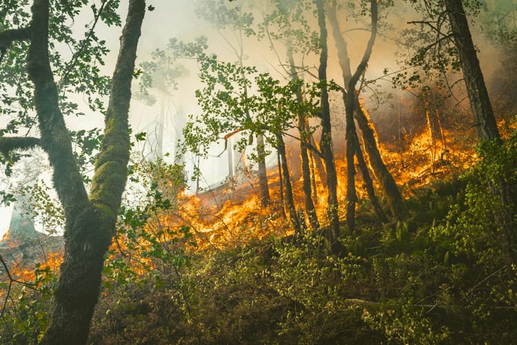 Bored Man Confesses to Starting Forest Fire for His Own Amusement