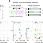 Pool-packaged AAV libraries exhibit extensive length-dependent and homology-dependent chimerism