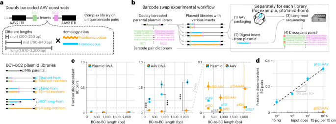 Pool-packaged AAV libraries exhibit extensive length-dependent and homology-dependent chimerism