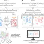 A multiobjective AI model for LNP engineering enhances tissue-selective mRNA delivery